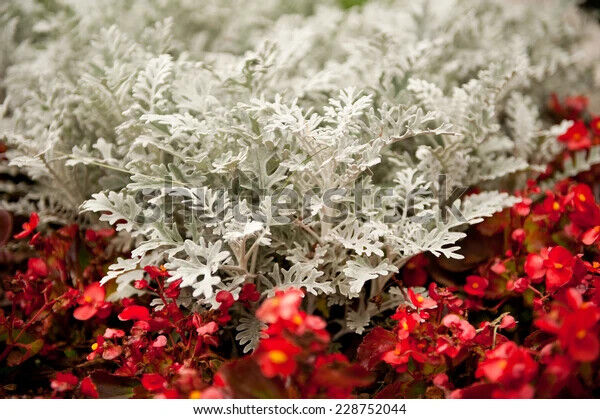 Artemisia stelleriana Silver Brocade grey Fully border Hardy mound garden plant