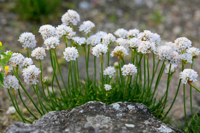 Armeria Pom-Pom White Perennial  Alpine Clumpy Plug Plants Rockery mat evergren