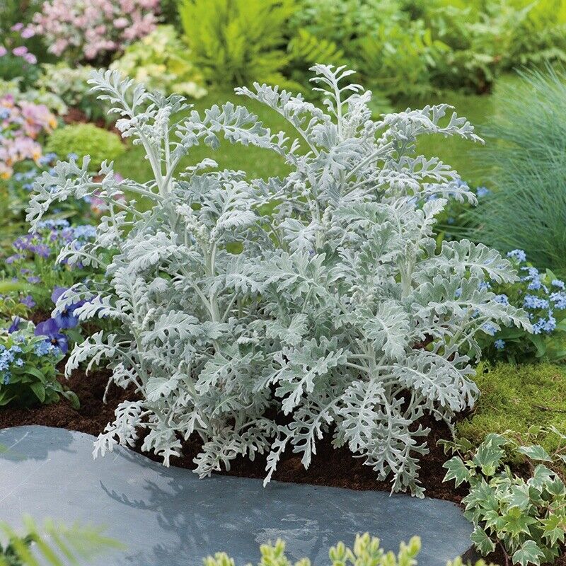 Artemisia stelleriana Silver Brocade grey Fully border Hardy mound garden plant