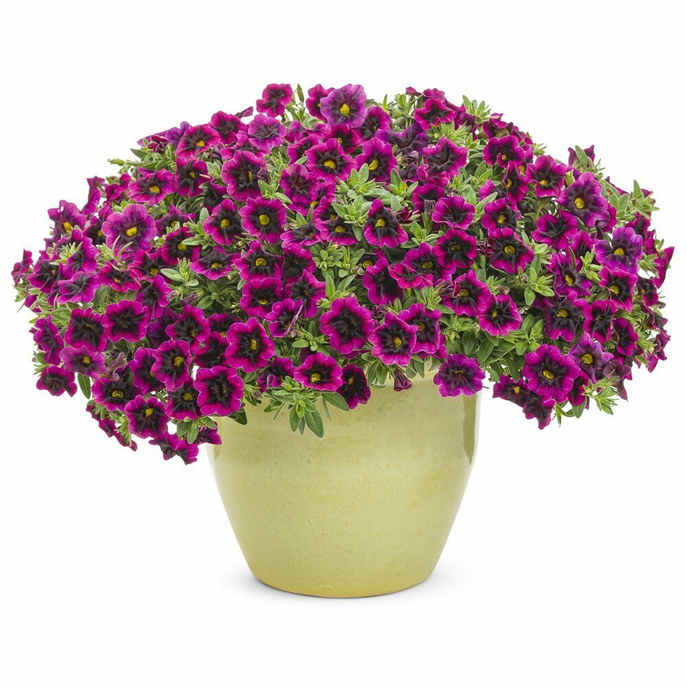 3, 5, 8 Superbell Blackcurrant Pink Purple Trailing Flower Hanging Plug Plants
