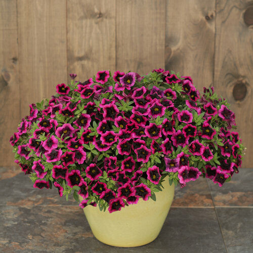 3, 5, 8 Superbell Blackcurrant Pink Purple Trailing Flower Hanging Plug Plants